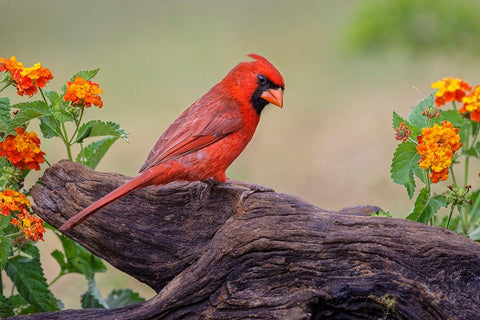 Male cardinal and flowers-Rio Grande Valley-Texas White Modern Wood Framed Art Print with Double Matting by Jones, Adam