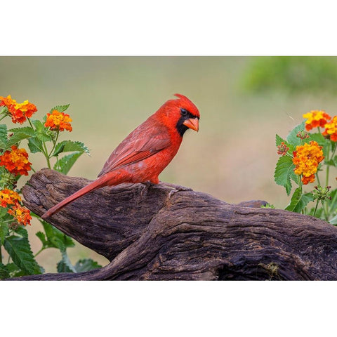 Male cardinal and flowers-Rio Grande Valley-Texas Black Modern Wood Framed Art Print by Jones, Adam