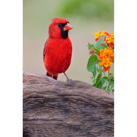 Male cardinal and flowers-Rio Grande Valley-Texas White Modern Wood Framed Art Print by Jones, Adam