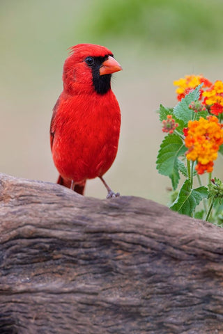Male cardinal and flowers-Rio Grande Valley-Texas Black Ornate Wood Framed Art Print with Double Matting by Jones, Adam
