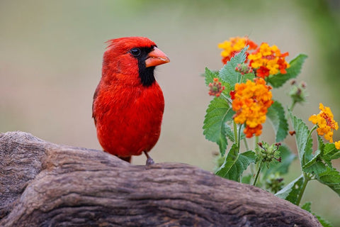 Male cardinal and flowers-Rio Grande Valley-Texas White Modern Wood Framed Art Print with Double Matting by Jones, Adam
