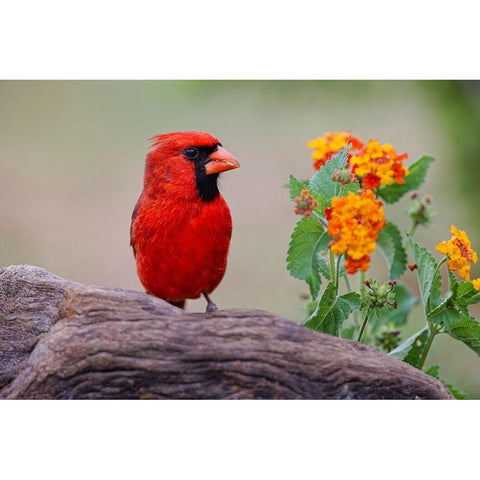 Male cardinal and flowers-Rio Grande Valley-Texas Black Modern Wood Framed Art Print by Jones, Adam