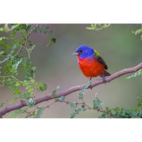 Painted bunting Rio Grande Valley-Texas Black Modern Wood Framed Art Print by Jones, Adam