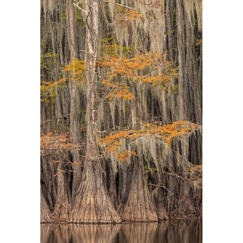Bald Cypress tree draped in Spanish moss with fall colors Caddo Lake State Park-Uncertain-Texas Black Modern Wood Framed Art Print with Double Matting by Jones, Adam