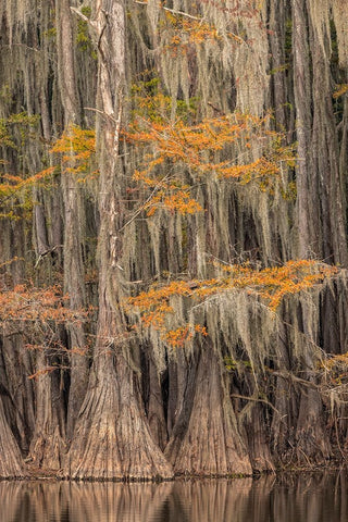 Bald Cypress tree draped in Spanish moss with fall colors Caddo Lake State Park-Uncertain-Texas White Modern Wood Framed Art Print with Double Matting by Jones, Adam