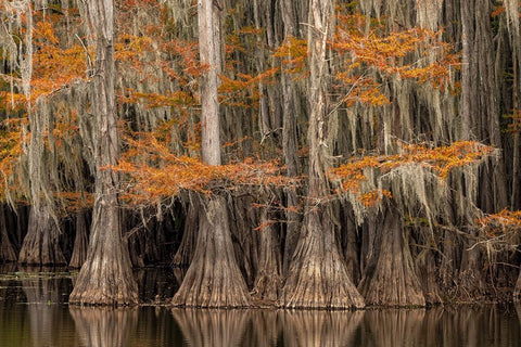 Bald Cypress tree draped in Spanish moss with fall colors Caddo Lake State Park-Uncertain-Texas White Modern Wood Framed Art Print with Double Matting by Jones, Adam
