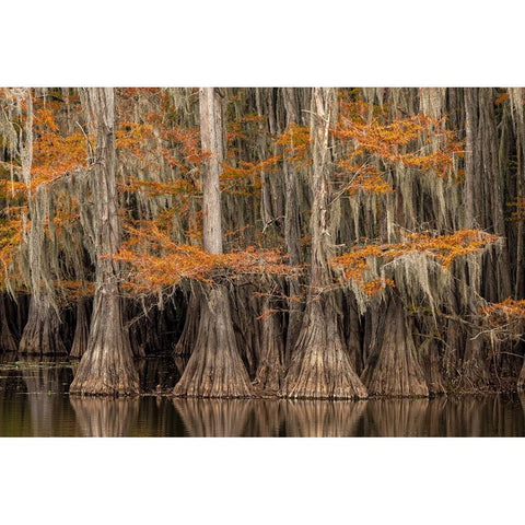 Bald Cypress tree draped in Spanish moss with fall colors Caddo Lake State Park-Uncertain-Texas Black Modern Wood Framed Art Print with Double Matting by Jones, Adam