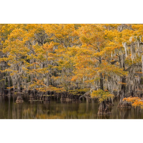 Bald Cypress tree draped in Spanish moss with fall colors Caddo Lake State Park-Uncertain-Texas Black Modern Wood Framed Art Print with Double Matting by Jones, Adam