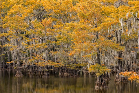 Bald Cypress tree draped in Spanish moss with fall colors Caddo Lake State Park-Uncertain-Texas Black Ornate Wood Framed Art Print with Double Matting by Jones, Adam