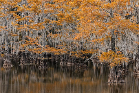 Bald Cypress tree draped in Spanish moss with fall colors Caddo Lake State Park-Uncertain-Texas Black Ornate Wood Framed Art Print with Double Matting by Jones, Adam
