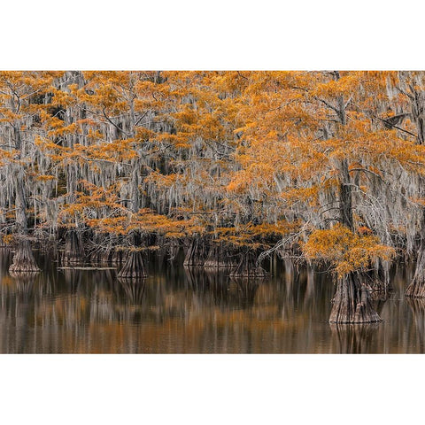Bald Cypress tree draped in Spanish moss with fall colors Caddo Lake State Park-Uncertain-Texas Black Modern Wood Framed Art Print with Double Matting by Jones, Adam