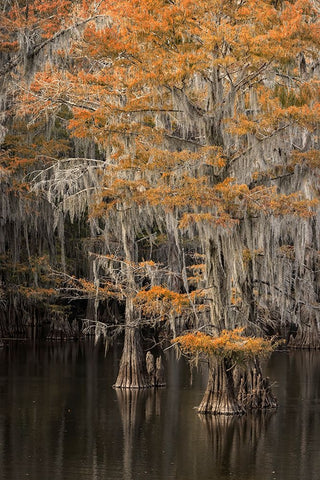Bald Cypress tree draped in Spanish moss with fall colors Caddo Lake State Park-Uncertain-Texas White Modern Wood Framed Art Print with Double Matting by Jones, Adam