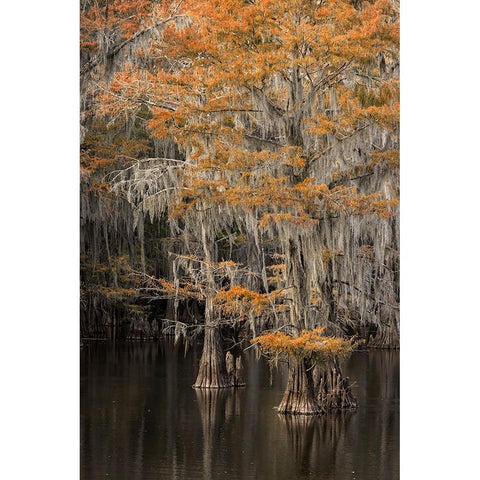 Bald Cypress tree draped in Spanish moss with fall colors Caddo Lake State Park-Uncertain-Texas Gold Ornate Wood Framed Art Print with Double Matting by Jones, Adam