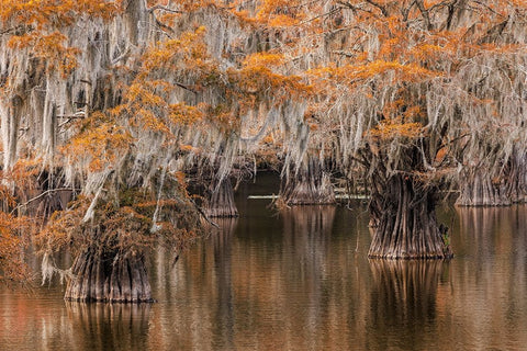 Bald Cypress tree draped in Spanish moss with fall colors Caddo Lake State Park-Uncertain-Texas Black Ornate Wood Framed Art Print with Double Matting by Jones, Adam