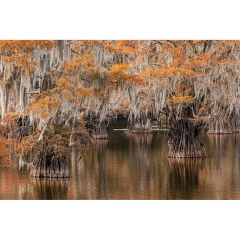 Bald Cypress tree draped in Spanish moss with fall colors Caddo Lake State Park-Uncertain-Texas Black Modern Wood Framed Art Print with Double Matting by Jones, Adam