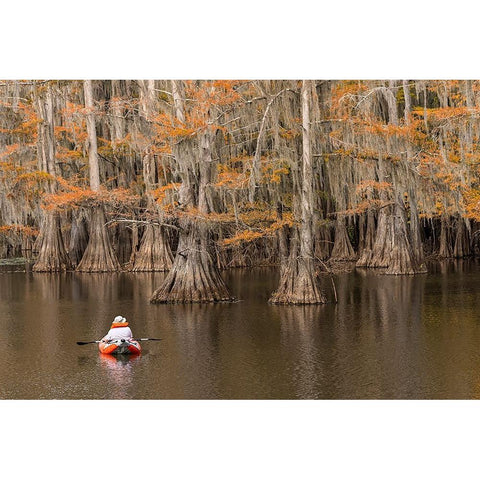 Bald Cypress tree draped in Spanish moss with fall colors and kayaker Caddo Lake State Park White Modern Wood Framed Art Print by Jones, Adam