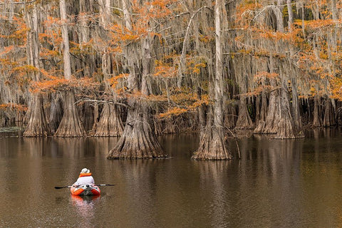 Bald Cypress tree draped in Spanish moss with fall colors and kayaker Caddo Lake State Park White Modern Wood Framed Art Print with Double Matting by Jones, Adam
