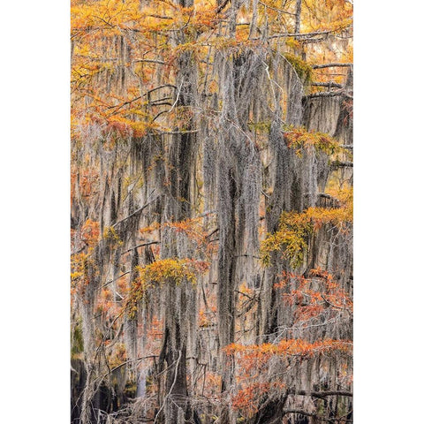 Bald Cypress tree draped in Spanish moss with fall colors Caddo Lake State Park-Uncertain-Texas White Modern Wood Framed Art Print by Jones, Adam