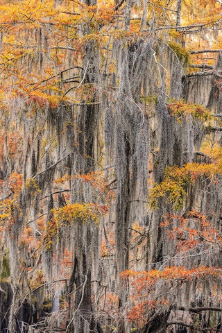 Bald Cypress tree draped in Spanish moss with fall colors Caddo Lake State Park-Uncertain-Texas White Modern Wood Framed Art Print with Double Matting by Jones, Adam