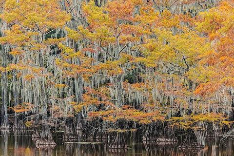 Bald Cypress tree draped in Spanish moss with fall colors Caddo Lake State Park-Uncertain-Texas Black Ornate Wood Framed Art Print with Double Matting by Jones, Adam