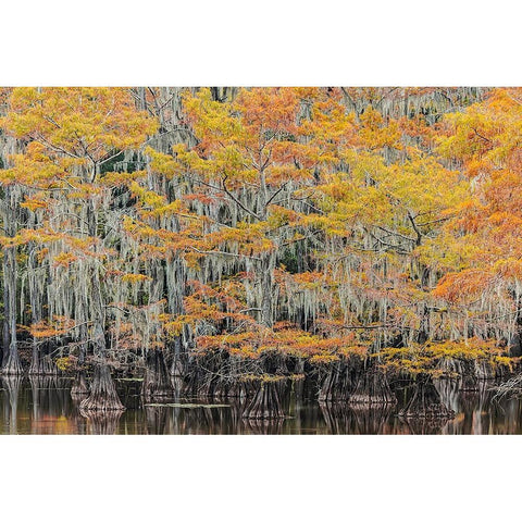 Bald Cypress tree draped in Spanish moss with fall colors Caddo Lake State Park-Uncertain-Texas Black Modern Wood Framed Art Print by Jones, Adam