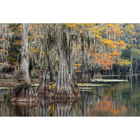 Bald Cypress tree draped in Spanish moss with fall colors Caddo Lake State Park-Uncertain-Texas White Modern Wood Framed Art Print by Jones, Adam