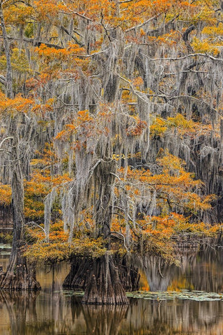 Bald Cypress tree draped in Spanish moss with fall colors Caddo Lake State Park-Uncertain-Texas White Modern Wood Framed Art Print with Double Matting by Jones, Adam