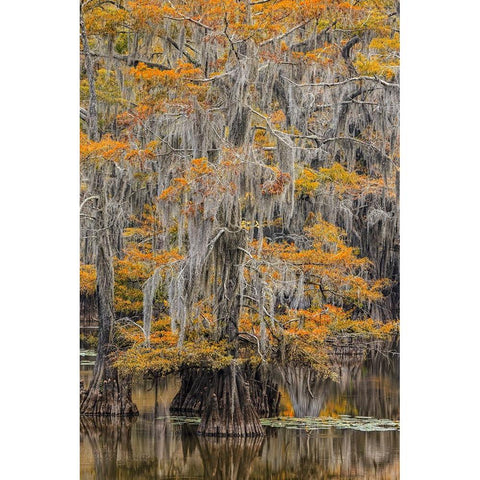 Bald Cypress tree draped in Spanish moss with fall colors Caddo Lake State Park-Uncertain-Texas White Modern Wood Framed Art Print by Jones, Adam