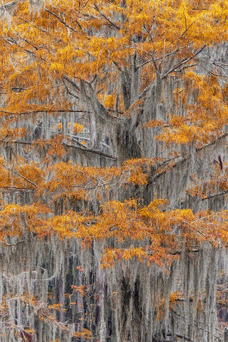 Bald Cypress tree draped in Spanish moss with fall colors Caddo Lake State Park-Uncertain-Texas White Modern Wood Framed Art Print with Double Matting by Jones, Adam