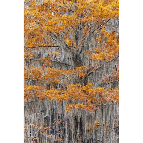 Bald Cypress tree draped in Spanish moss with fall colors Caddo Lake State Park-Uncertain-Texas Black Modern Wood Framed Art Print with Double Matting by Jones, Adam