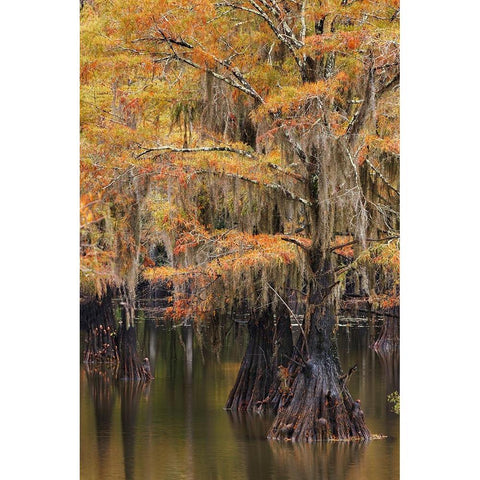 Bald Cypress tree draped in Spanish moss with fall colors Caddo Lake State Park-Uncertain-Texas Black Modern Wood Framed Art Print by Jones, Adam