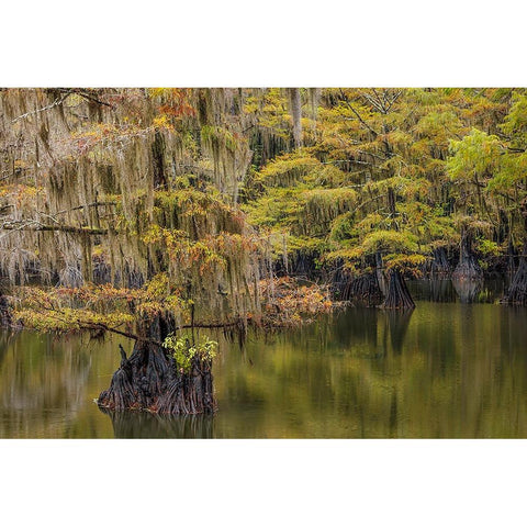 Bald Cypress tree draped in Spanish moss with fall colors Caddo Lake State Park-Uncertain-Texas Black Modern Wood Framed Art Print with Double Matting by Jones, Adam