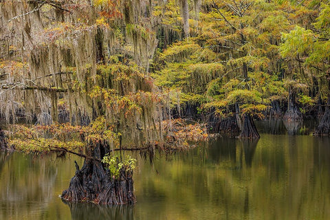 Bald Cypress tree draped in Spanish moss with fall colors Caddo Lake State Park-Uncertain-Texas White Modern Wood Framed Art Print with Double Matting by Jones, Adam