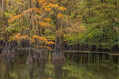 Bald Cypress tree draped in Spanish moss with fall colors Caddo Lake State Park-Uncertain-Texas White Modern Wood Framed Art Print with Double Matting by Jones, Adam