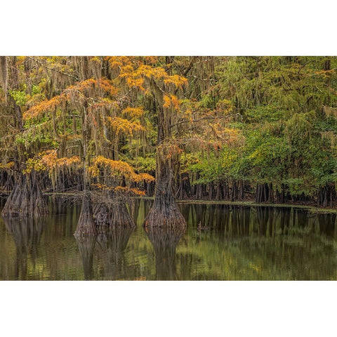 Bald Cypress tree draped in Spanish moss with fall colors Caddo Lake State Park-Uncertain-Texas White Modern Wood Framed Art Print by Jones, Adam