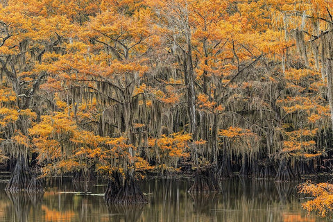 Bald Cypress tree draped in Spanish moss with fall colors Caddo Lake State Park-Uncertain-Texas White Modern Wood Framed Art Print with Double Matting by Jones, Adam