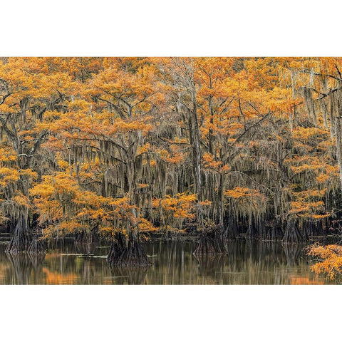 Bald Cypress tree draped in Spanish moss with fall colors Caddo Lake State Park-Uncertain-Texas Black Modern Wood Framed Art Print by Jones, Adam