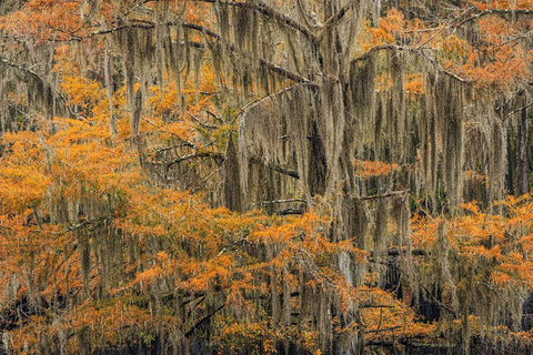 Bald Cypress tree draped in Spanish moss with fall colors Caddo Lake State Park-Uncertain-Texas Black Ornate Wood Framed Art Print with Double Matting by Jones, Adam