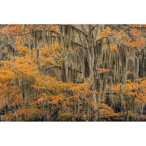 Bald Cypress tree draped in Spanish moss with fall colors Caddo Lake State Park-Uncertain-Texas Black Modern Wood Framed Art Print by Jones, Adam