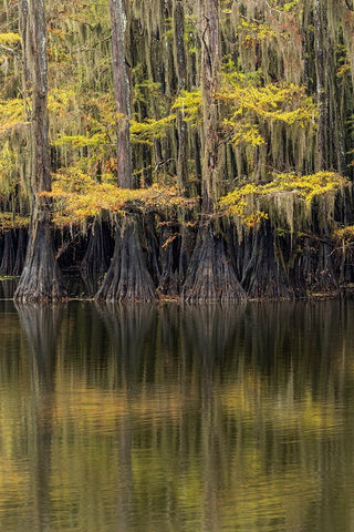 Bald Cypress tree draped in Spanish moss with fall colors Caddo Lake State Park-Uncertain-Texas White Modern Wood Framed Art Print with Double Matting by Jones, Adam