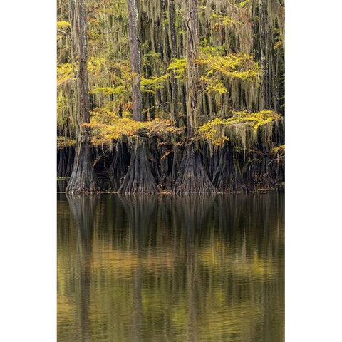 Bald Cypress tree draped in Spanish moss with fall colors Caddo Lake State Park-Uncertain-Texas White Modern Wood Framed Art Print by Jones, Adam