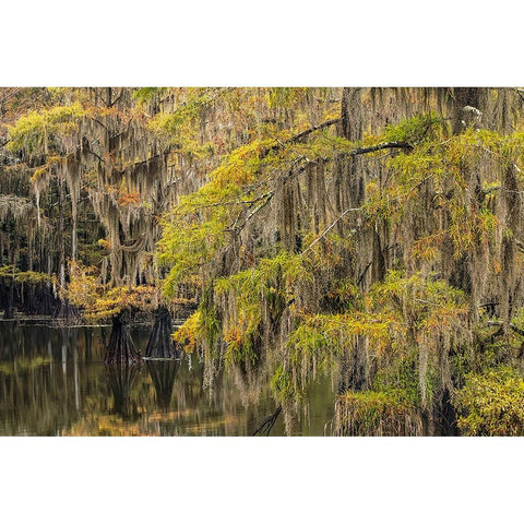 Bald Cypress tree draped in Spanish moss with fall colors Caddo Lake State Park-Uncertain-Texas White Modern Wood Framed Art Print by Jones, Adam