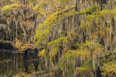 Bald Cypress tree draped in Spanish moss with fall colors Caddo Lake State Park-Uncertain-Texas Black Ornate Wood Framed Art Print with Double Matting by Jones, Adam