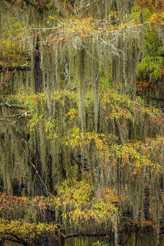 Bald Cypress tree draped in Spanish moss with fall colors Caddo Lake State Park-Uncertain-Texas Black Ornate Wood Framed Art Print with Double Matting by Jones, Adam