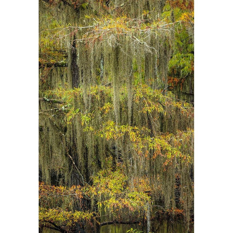 Bald Cypress tree draped in Spanish moss with fall colors Caddo Lake State Park-Uncertain-Texas White Modern Wood Framed Art Print by Jones, Adam