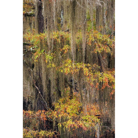 Bald Cypress tree draped in Spanish moss with fall colors Caddo Lake State Park-Uncertain-Texas Black Modern Wood Framed Art Print by Jones, Adam