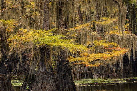 Bald Cypress tree draped in Spanish moss with fall colors Caddo Lake State Park-Uncertain-Texas Black Ornate Wood Framed Art Print with Double Matting by Jones, Adam