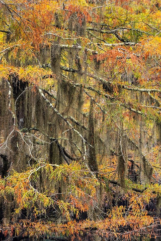 Bald Cypress tree draped in Spanish moss with fall colors Caddo Lake State Park-Uncertain-Texas Black Ornate Wood Framed Art Print with Double Matting by Jones, Adam