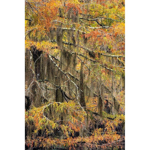 Bald Cypress tree draped in Spanish moss with fall colors Caddo Lake State Park-Uncertain-Texas Black Modern Wood Framed Art Print by Jones, Adam