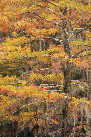Bald Cypress tree draped in Spanish moss with fall colors Caddo Lake State Park-Uncertain-Texas Black Ornate Wood Framed Art Print with Double Matting by Jones, Adam